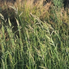 Echinochloa crus-galli (Barnyard Grass) at Monash, ACT - 4 Mar 2021 by MichaelBedingfield