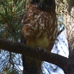 Ninox boobook (Southern Boobook) at Greenleigh, NSW - 10 May 2021 by LyndalT