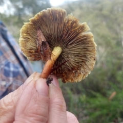 Hypholoma sp. (Hypholoma) at Mongarlowe River - 7 May 2021 by LyndalT