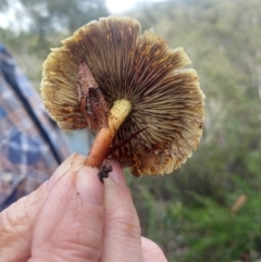 Hypholoma sp. (Hypholoma) at Budawang, NSW - 7 May 2021 by LyndalT