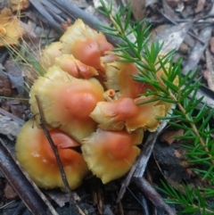 Hypholoma sp. at Budawang, NSW - 8 May 2021 09:33 AM