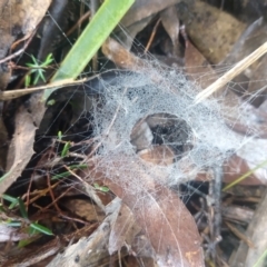 Unverified Spider at Budawang, NSW - 8 May 2021 by LyndalT