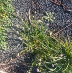 Vittadinia muelleri (Narrow-leafed New Holland Daisy) at Budawang, NSW - 9 May 2021 by LyndalT