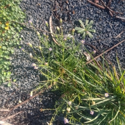 Vittadinia muelleri (Narrow-leafed New Holland Daisy) at Budawang, NSW - 8 May 2021 by LyndalT