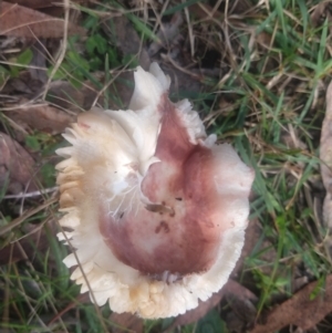 Russula sp. (genus) at Budawang, NSW - 8 May 2021