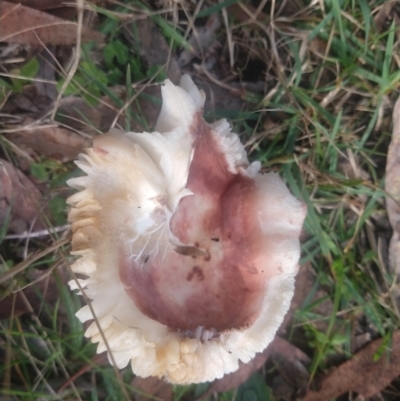 Russula sp. (genus) (Russula) at Budawang, NSW - 8 May 2021 by LyndalT