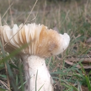 Russula sp. (genus) at Budawang, NSW - 8 May 2021