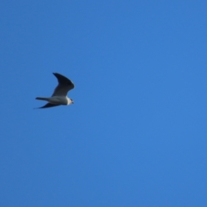 Elanus axillaris at Garran, ACT - 10 May 2021