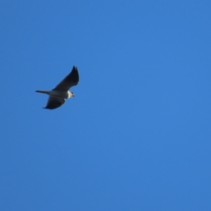 Elanus axillaris at Garran, ACT - 10 May 2021