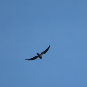 Elanus axillaris at Garran, ACT - 10 May 2021