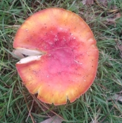 Amanita muscaria (Fly Agaric) at Mongarlowe River - 9 May 2021 by LyndalT