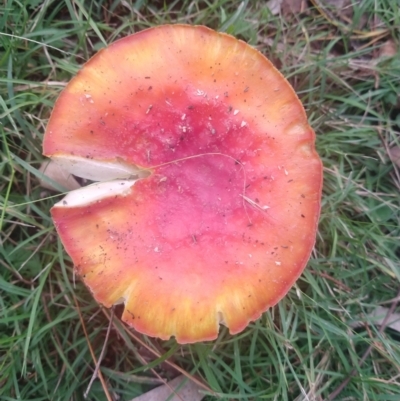 Amanita muscaria (Fly Agaric) at Mongarlowe River - 9 May 2021 by LyndalT