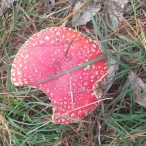 Amanita muscaria at Budawang, NSW - 9 May 2021