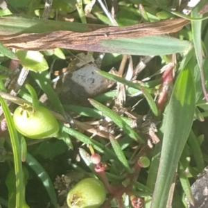 Persoonia chamaepeuce at Budawang, NSW - 8 May 2021