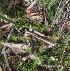 Persoonia chamaepeuce at Budawang, NSW - 8 May 2021