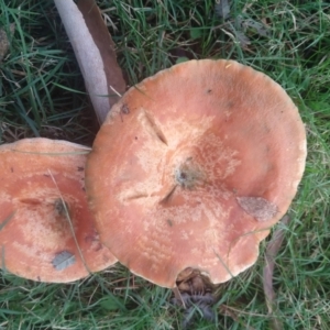 Lactarius deliciosus at Budawang, NSW - 9 May 2021