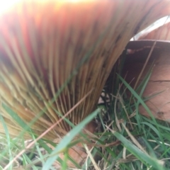 Lactarius deliciosus at Budawang, NSW - 9 May 2021