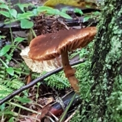 Unverified Cap on a stem; gills below cap [mushrooms or mushroom-like] at Acton, ACT - 11 May 2021 by trevorpreston