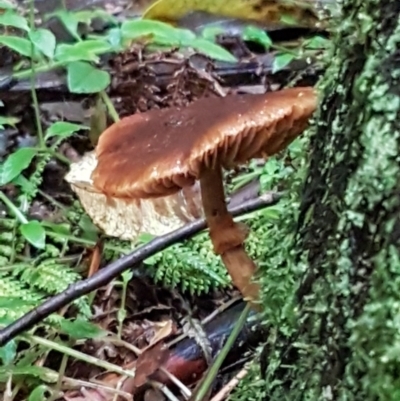 Unidentified Cap on a stem; gills below cap [mushrooms or mushroom-like] at Acton, ACT - 11 May 2021 by tpreston
