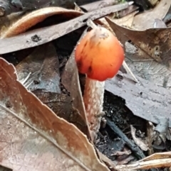 Hygrocybe sp. ‘red’ (A Waxcap) at Acton, ACT - 11 May 2021 by trevorpreston