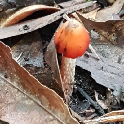 Hygrocybe sp. ‘red’ (A Waxcap) at Acton, ACT - 11 May 2021 by tpreston