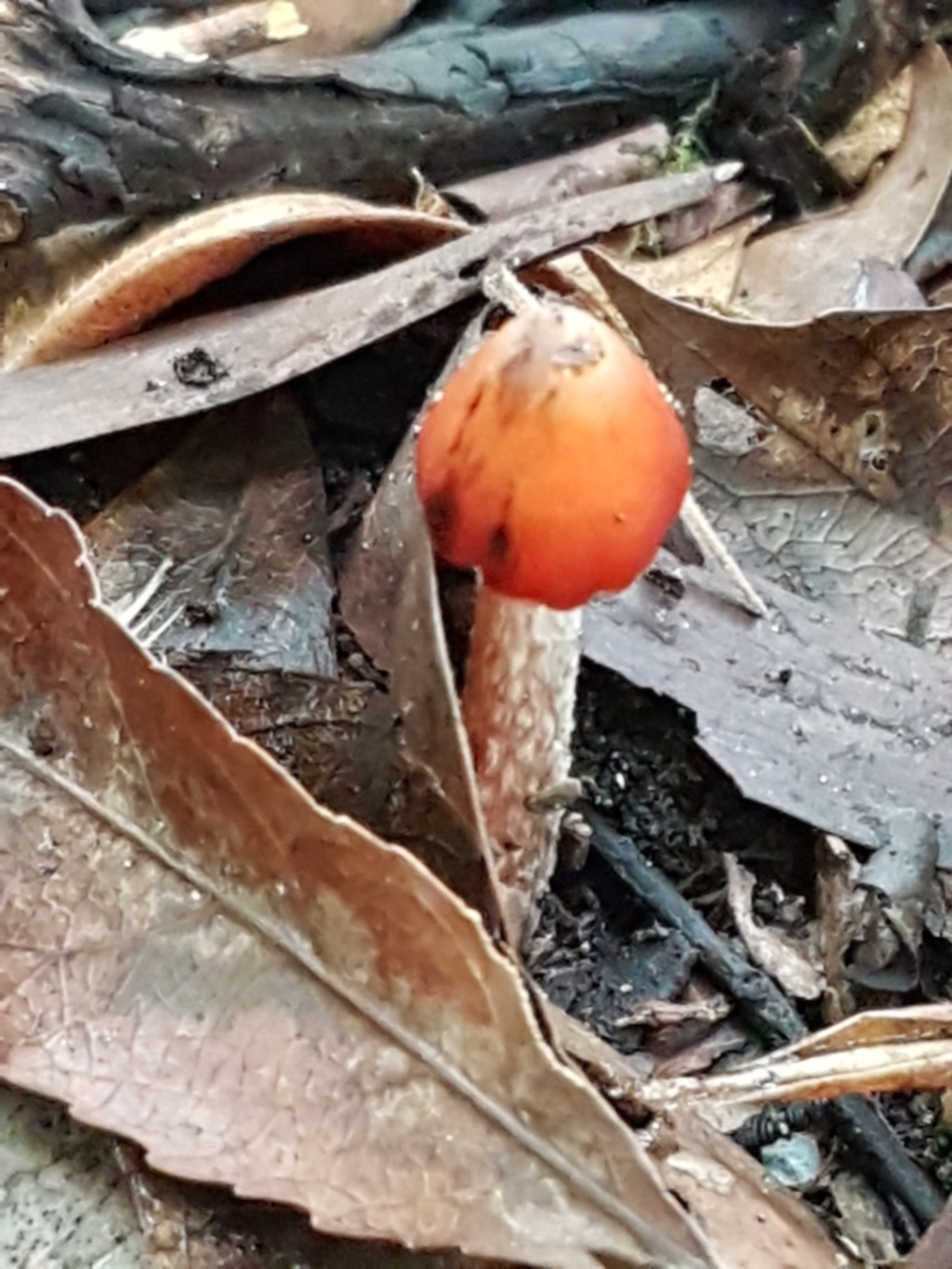 Hygrocybe sp. ‘red’ at Acton, ACT - 11 May 2021