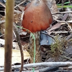 Hygrocybe sp. ‘red’ at Acton, ACT - 11 May 2021