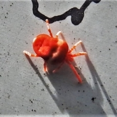 Trombidiidae (family) (Red velvet mite) at ANBG - 11 May 2021 by JohnBundock