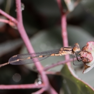 Austrolestes leda at Forde, ACT - 11 May 2021 10:37 AM