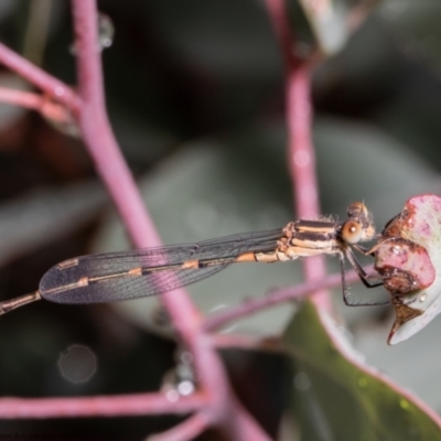 Austrolestes leda (Wandering Ringtail) at Mulligans Flat - 11 May 2021 by Roger