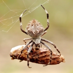 Backobourkia sp. (genus) (An orb weaver) at Wingecarribee Local Government Area - 11 May 2021 by Snowflake