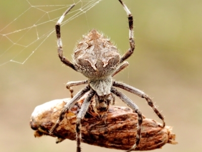 Backobourkia sp. (genus) (An orb weaver) at Woodlands - 11 May 2021 by Snowflake