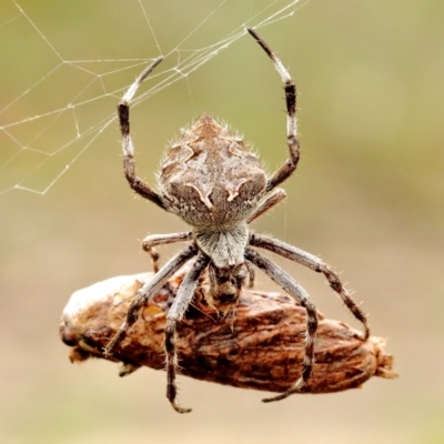 Backobourkia sp. (genus) (An orb weaver) at Woodlands - 11 May 2021 by Snowflake