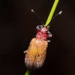Poneridia macdonaldi (Leaf beetle) at Mulligans Flat - 11 May 2021 by Roger