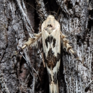 Stathmopoda melanochra at Forde, ACT - 11 May 2021 11:00 AM