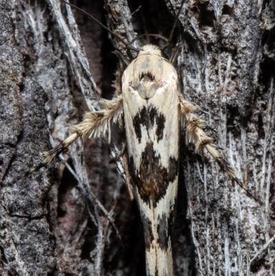 Stathmopoda melanochra (An Oecophorid moth (Eriococcus caterpillar)) at Mulligans Flat - 11 May 2021 by Roger