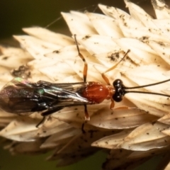 Unidentified Parasitic wasp (numerous families) at Macgregor, ACT - 10 May 2021 by Roger