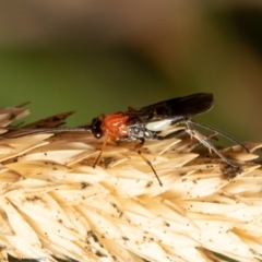 Pycnobraconoides sp. (genus) at Macgregor, ACT - 10 May 2021 05:24 PM