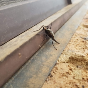 Boreoides subulatus at Wanniassa, ACT - 11 May 2021