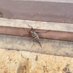 Boreoides subulatus at Wanniassa, ACT - 11 May 2021