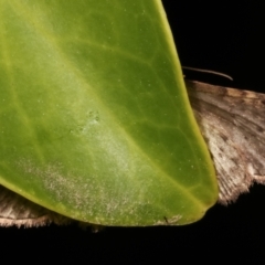 Chloroclystis filata at Melba, ACT - 9 May 2021