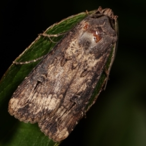 Agrotis ipsilon at Melba, ACT - 9 May 2021