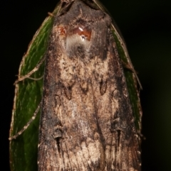 Agrotis ipsilon at Melba, ACT - 9 May 2021 11:49 PM