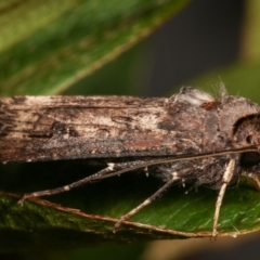 Agrotis ipsilon at Melba, ACT - 9 May 2021