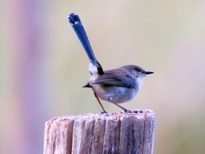 Malurus cyaneus (Superb Fairywren) at West Wodonga, VIC - 2 May 2021 by KylieWaldon