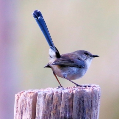 Malurus cyaneus (Superb Fairywren) at West Wodonga, VIC - 2 May 2021 by KylieWaldon