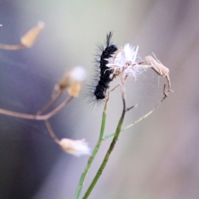 Nyctemera amicus (Senecio Moth, Magpie Moth, Cineraria Moth) at Wodonga - 2 May 2021 by Kyliegw