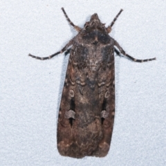 Agrotis infusa (Bogong Moth, Common Cutworm) at Melba, ACT - 10 May 2021 by kasiaaus