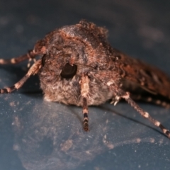 Agrotis infusa at Melba, ACT - 10 May 2021