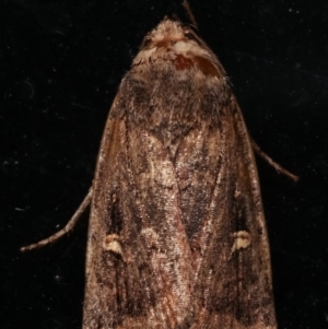 Proteuxoa (genus) at Melba, ACT - 10 May 2021